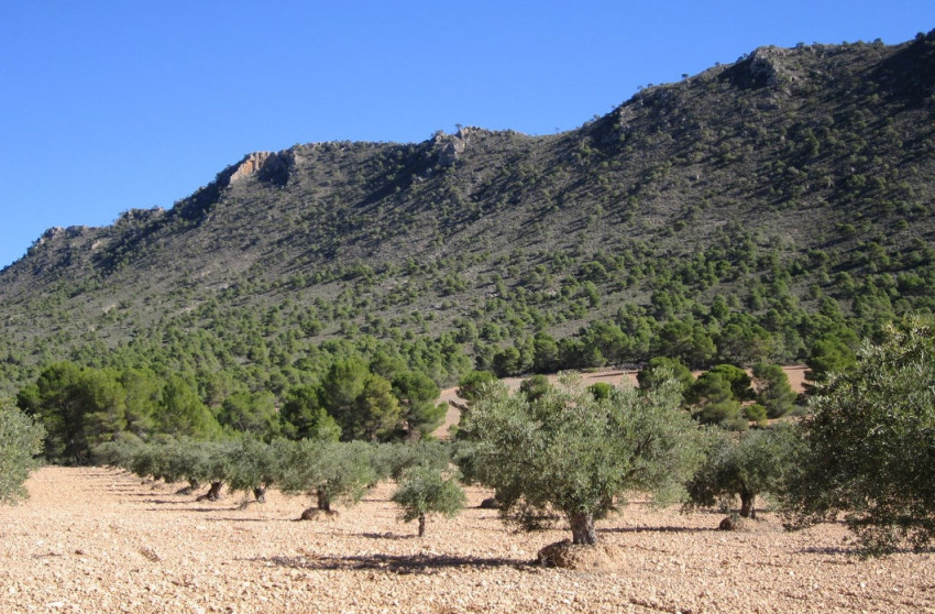 Revente - Terrain -
Yecla
