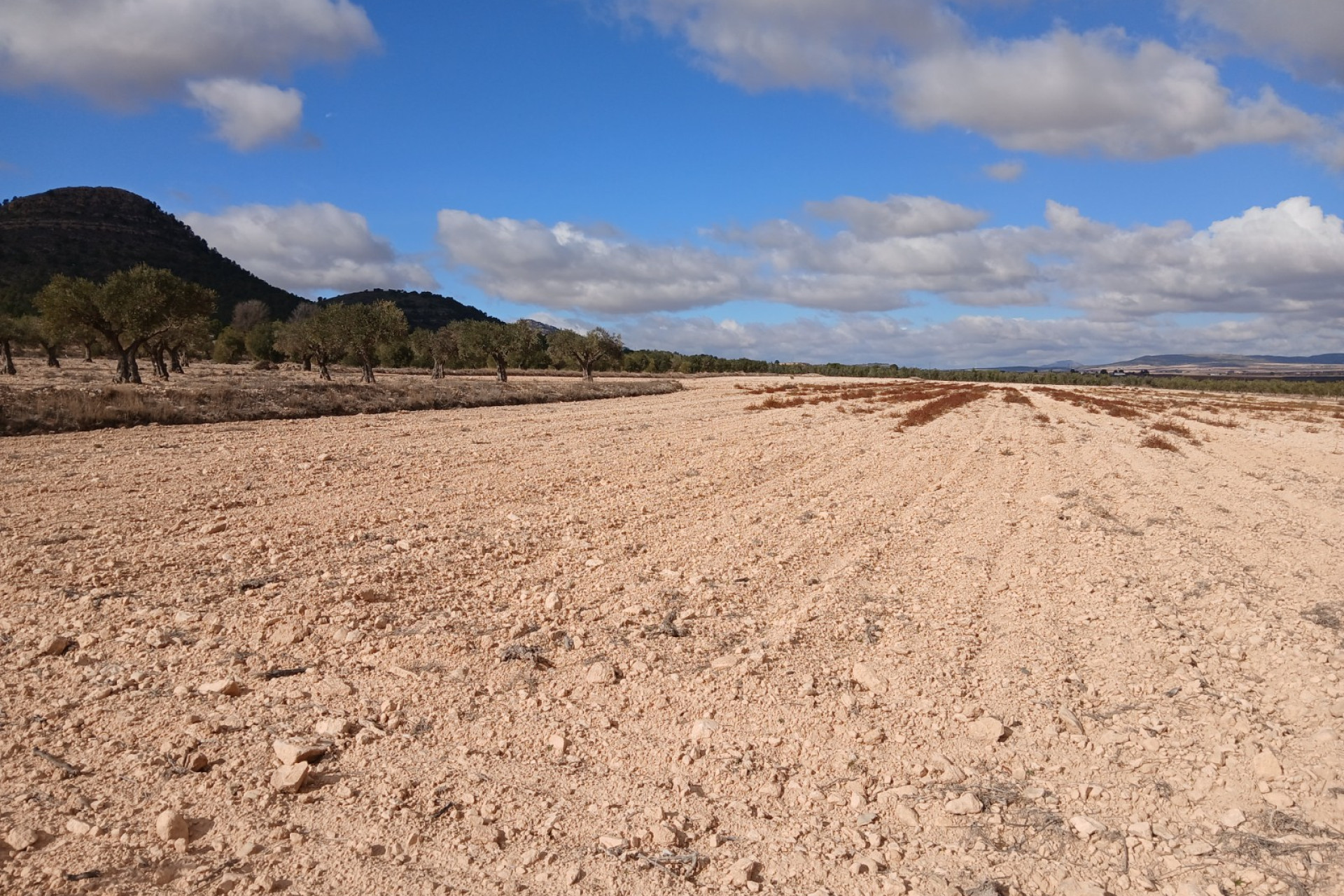 Revente - Terrain -
Yecla