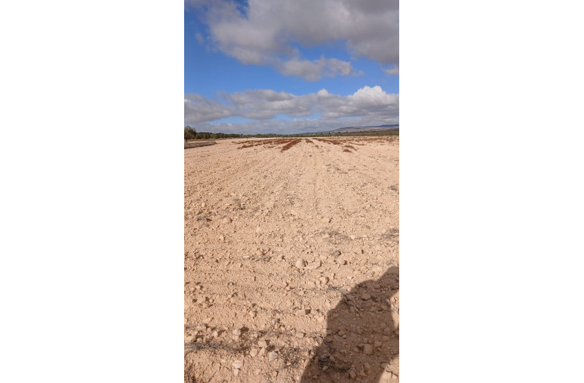 Revente - Terrain -
Yecla