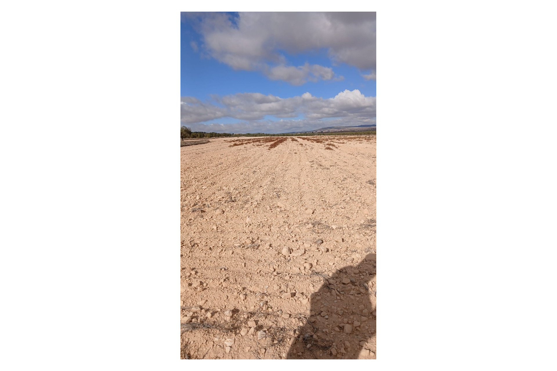 Revente - Terrain -
Yecla