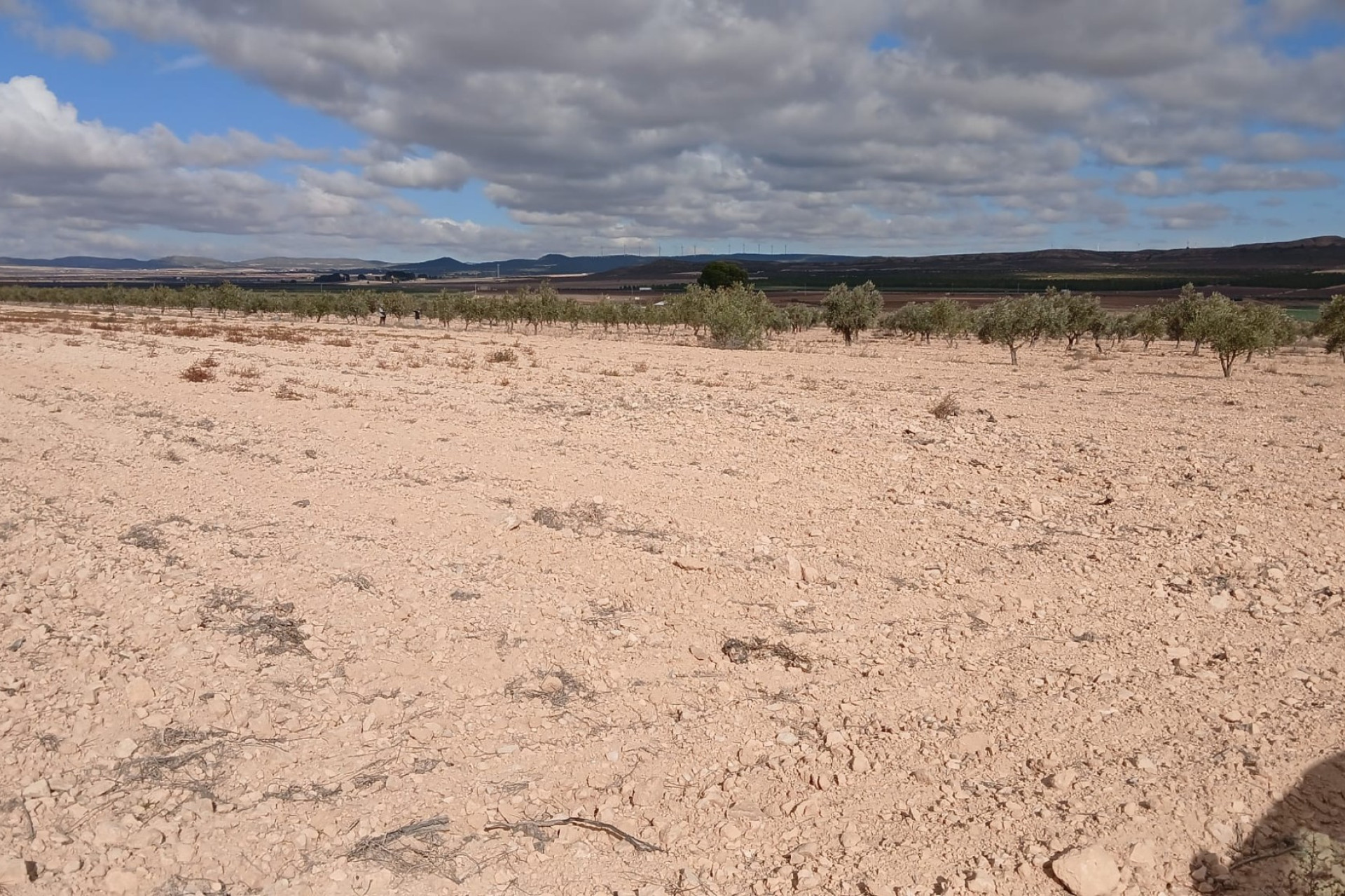 Revente - Terrain -
Yecla