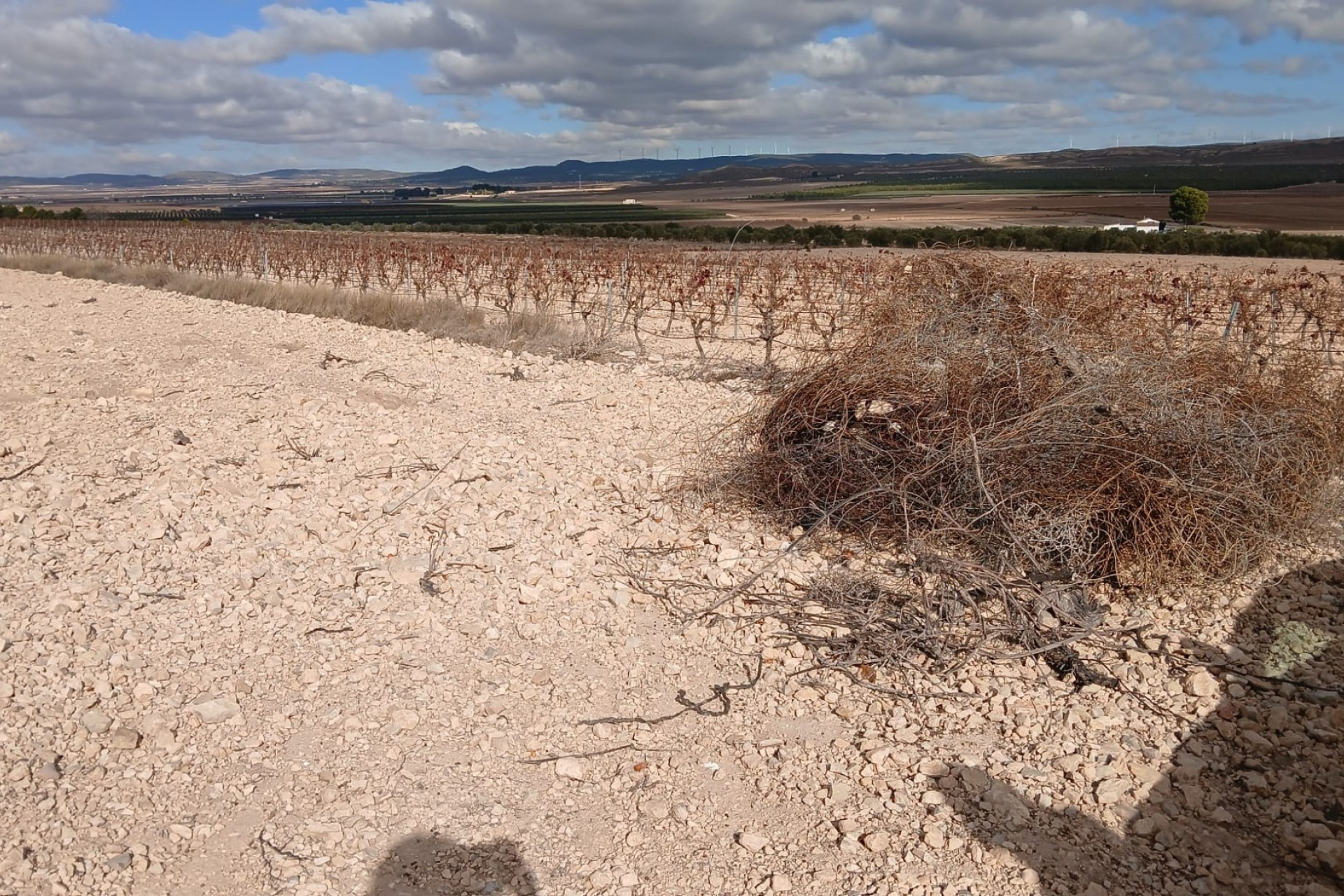 Revente - Terrain -
Yecla