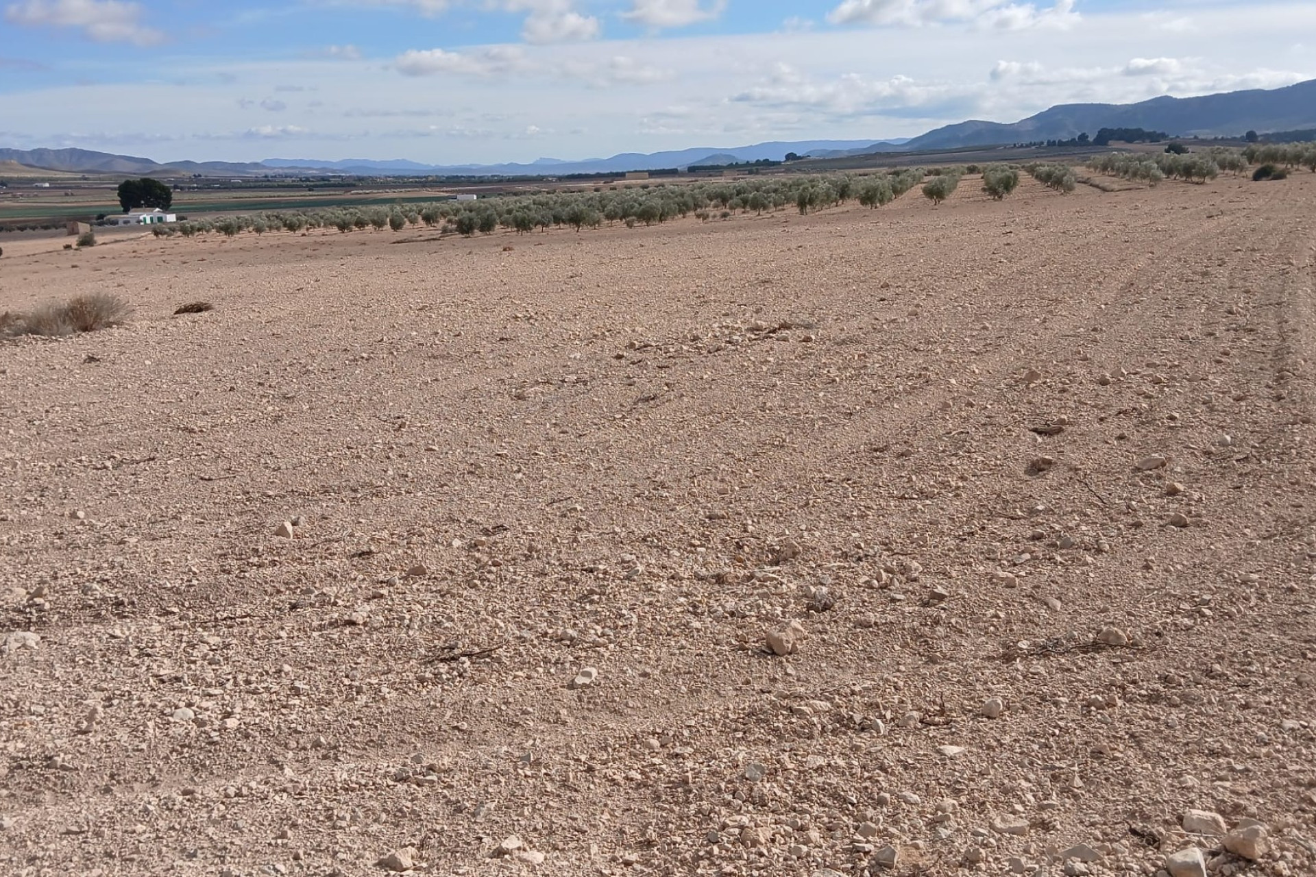 Revente - Terrain -
Yecla