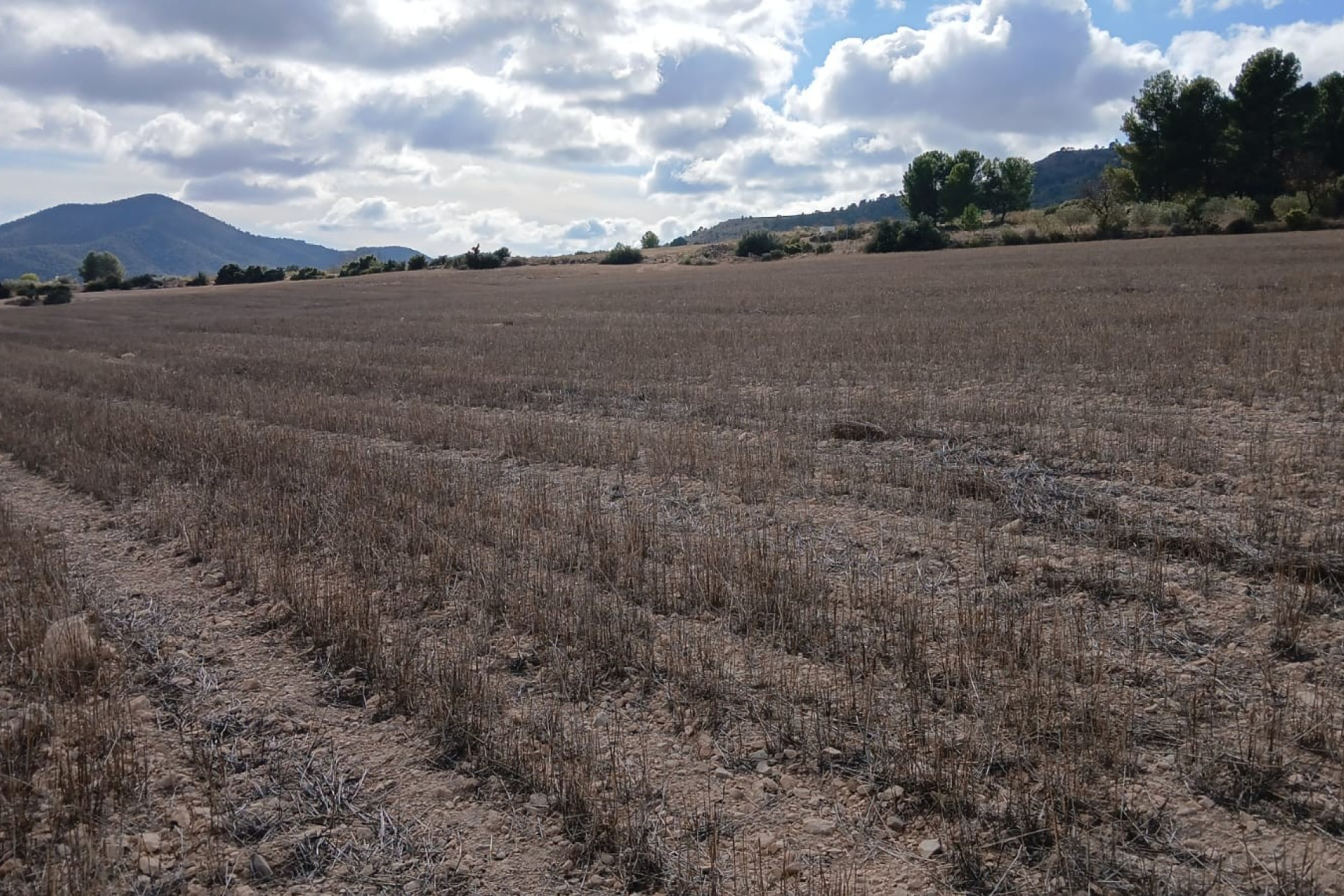 Revente - Terrain -
Yecla