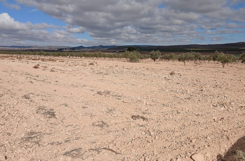 Revente - Terrain -
Yecla