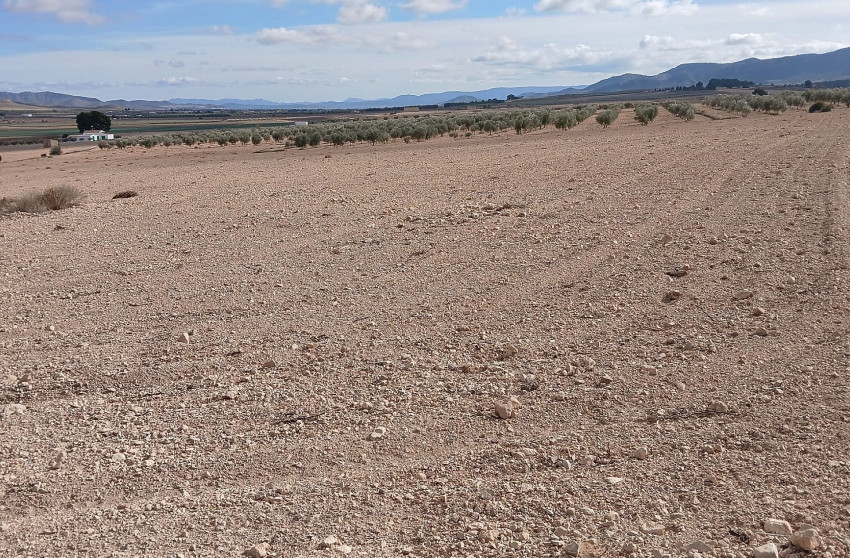 Revente - Terrain -
Yecla