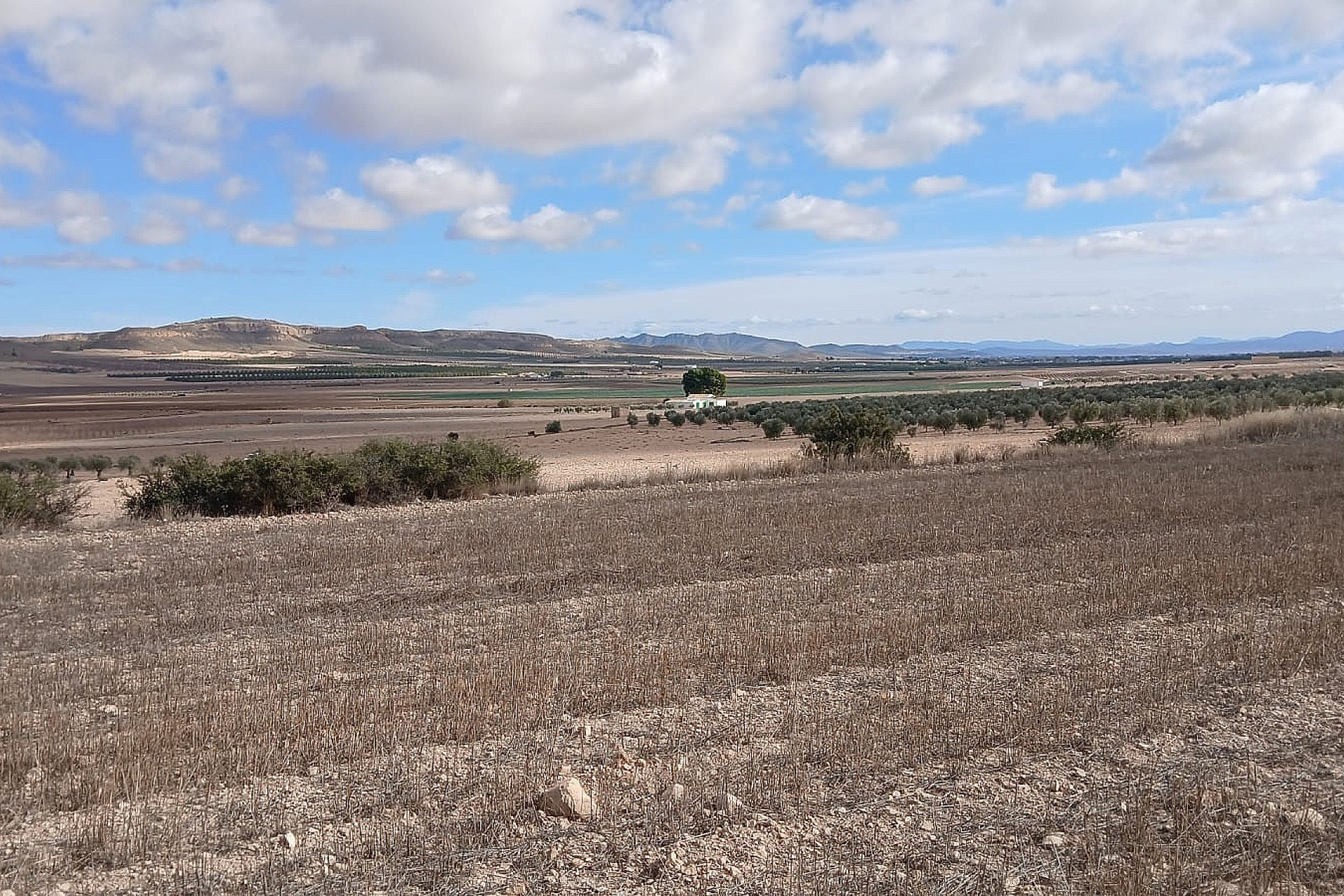 Revente - Terrain -
Yecla