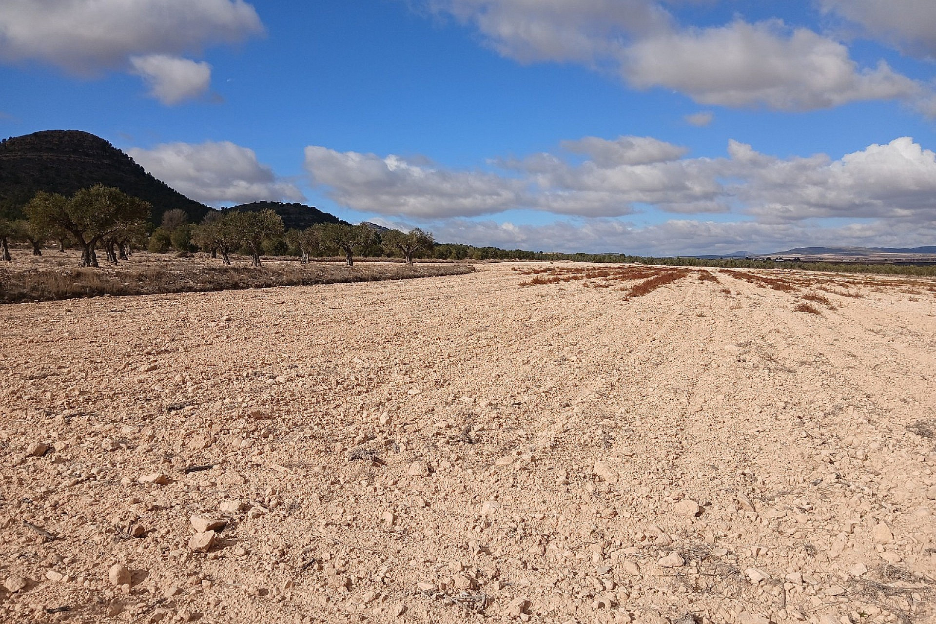 Revente - Terrain -
Yecla