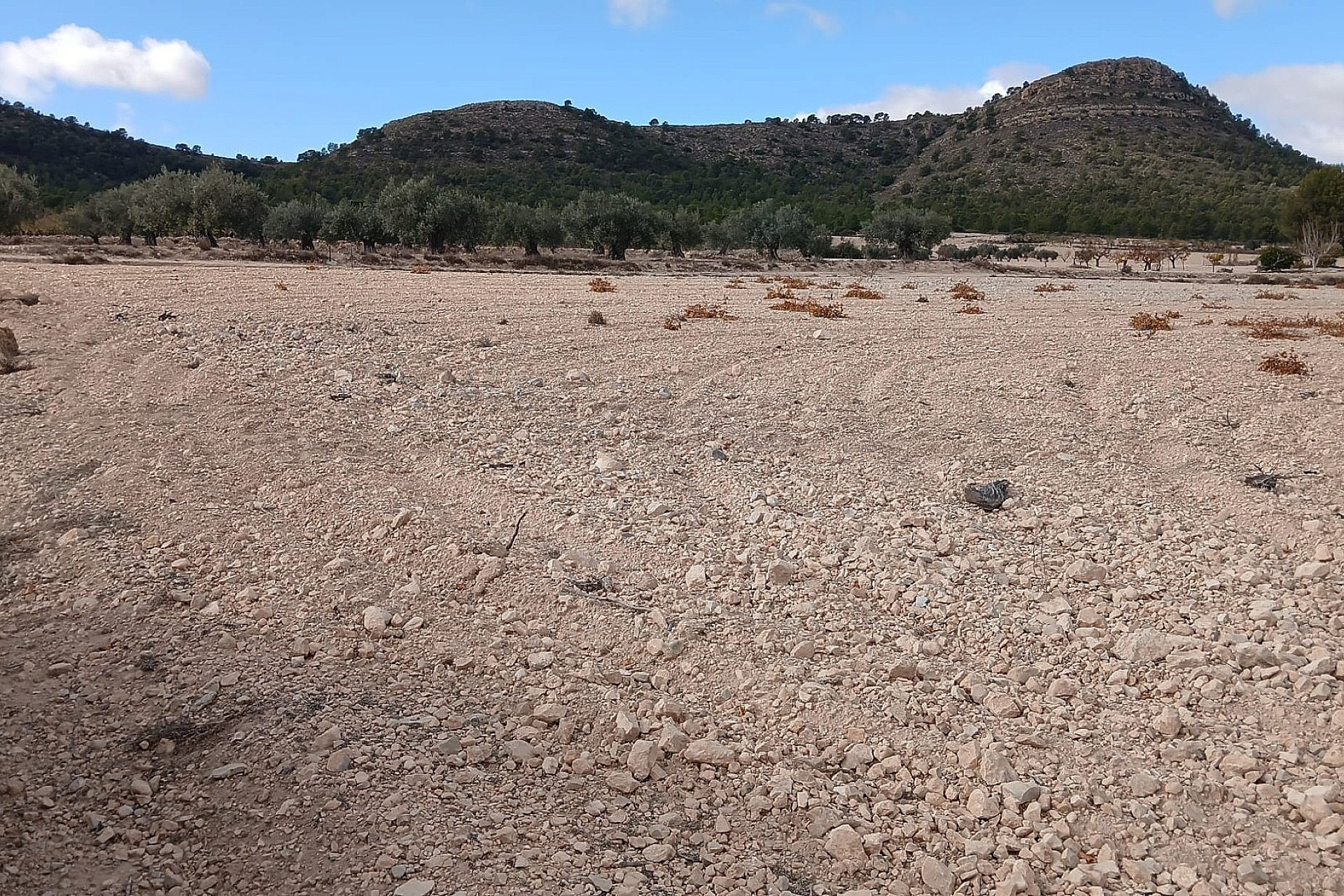 Revente - Terrain -
Yecla