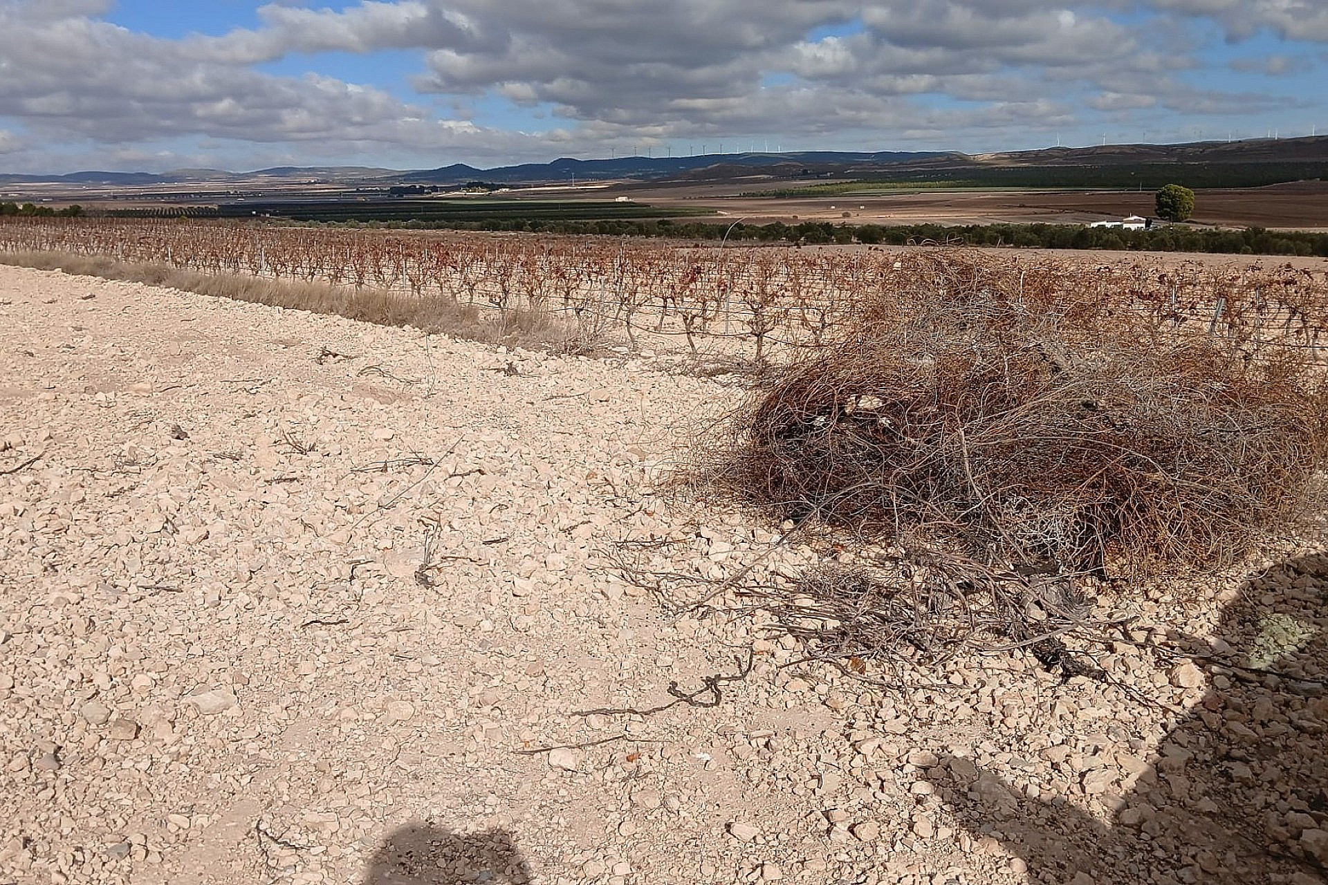 Revente - Terrain -
Yecla