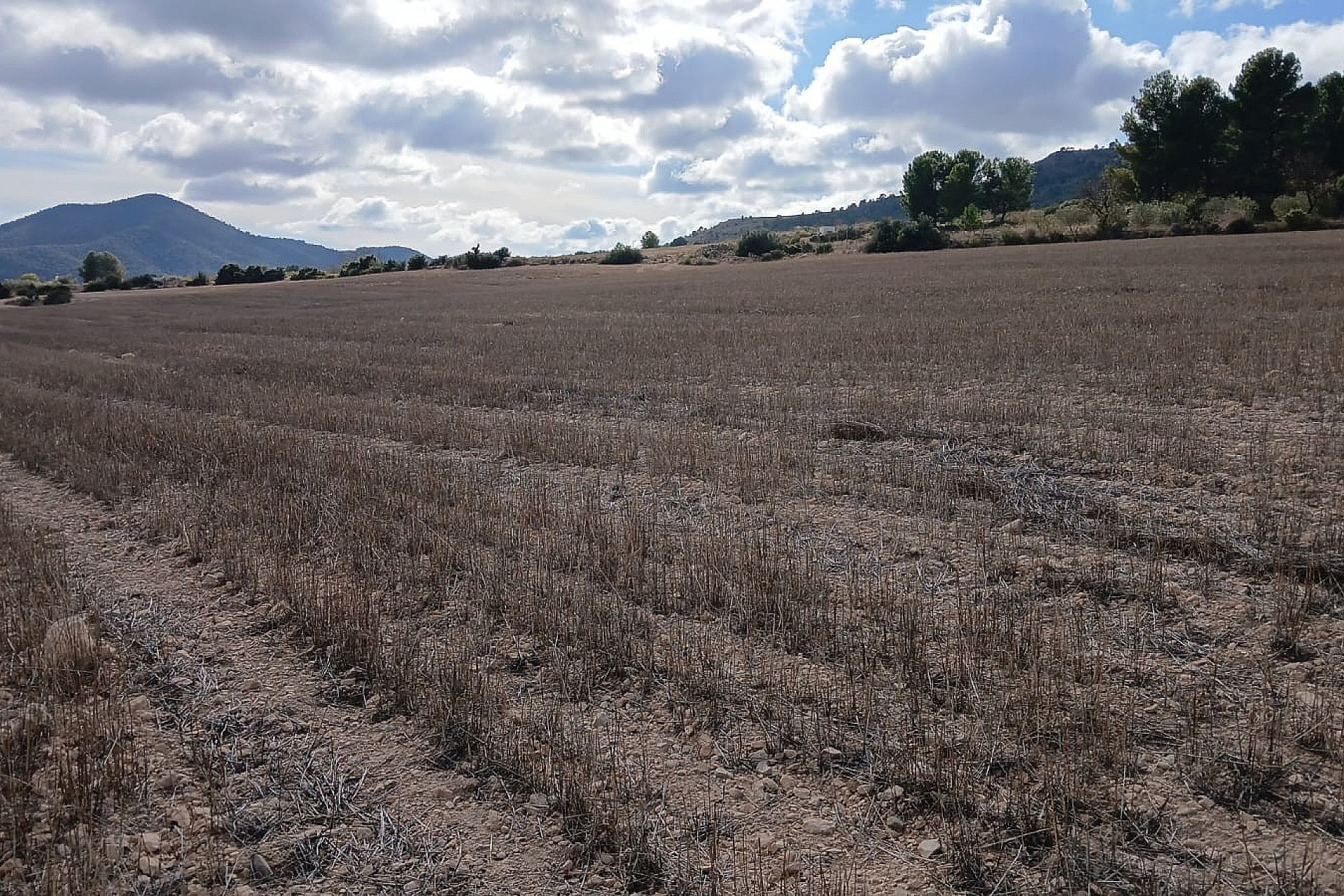 Revente - Terrain -
Yecla