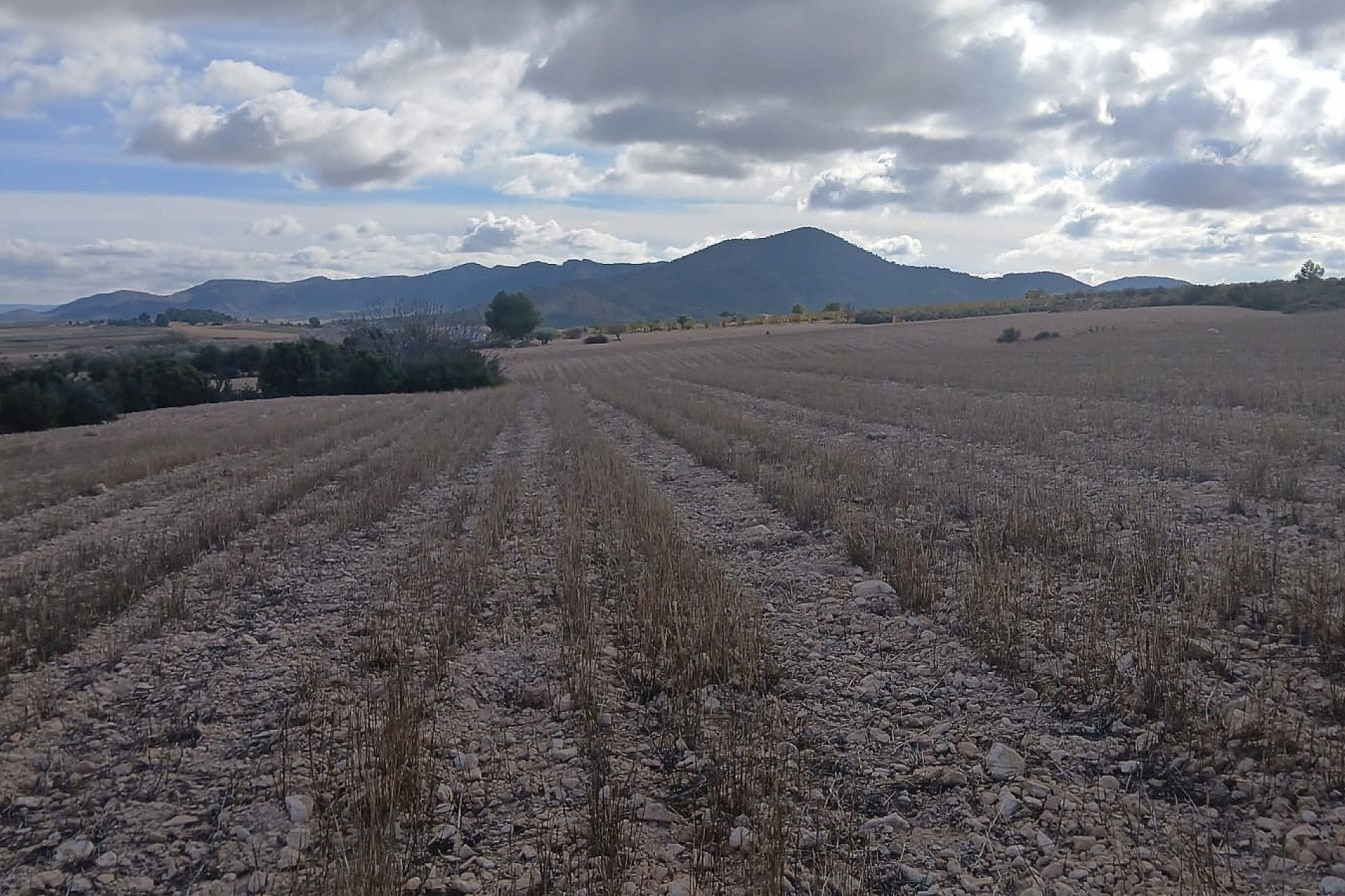 Revente - Terrain -
Yecla