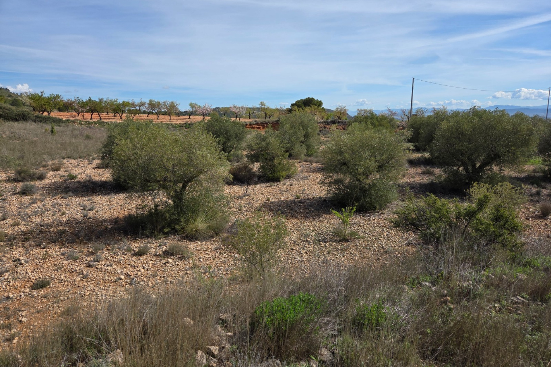 Revente - Terrain -
Yecla