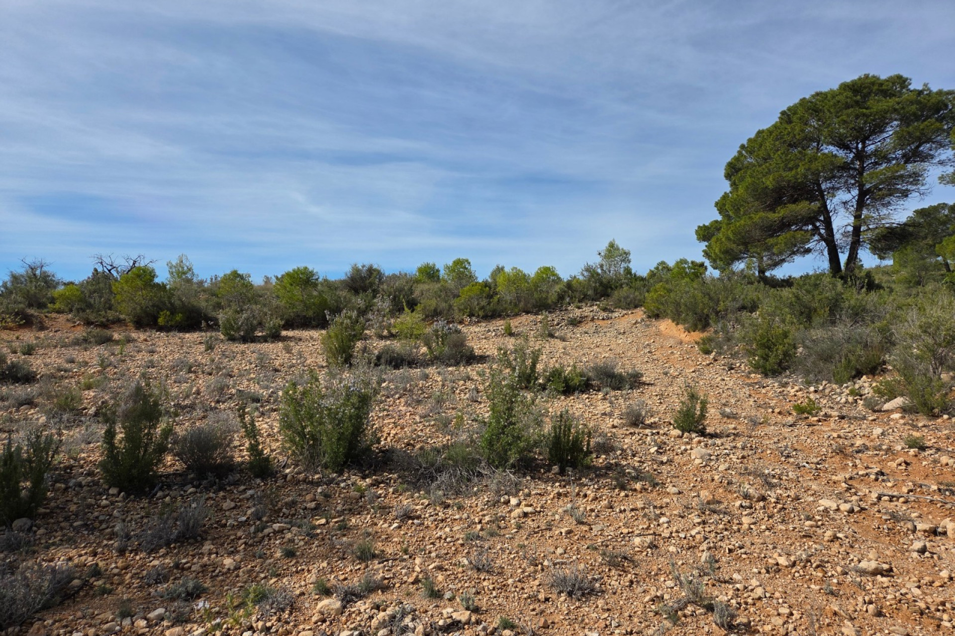 Revente - Terrain -
Yecla