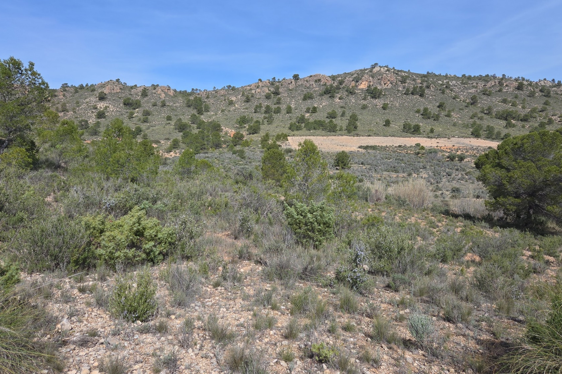 Revente - Terrain -
Yecla