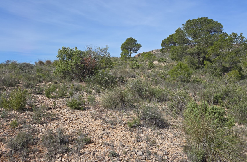 Revente - Terrain -
Yecla