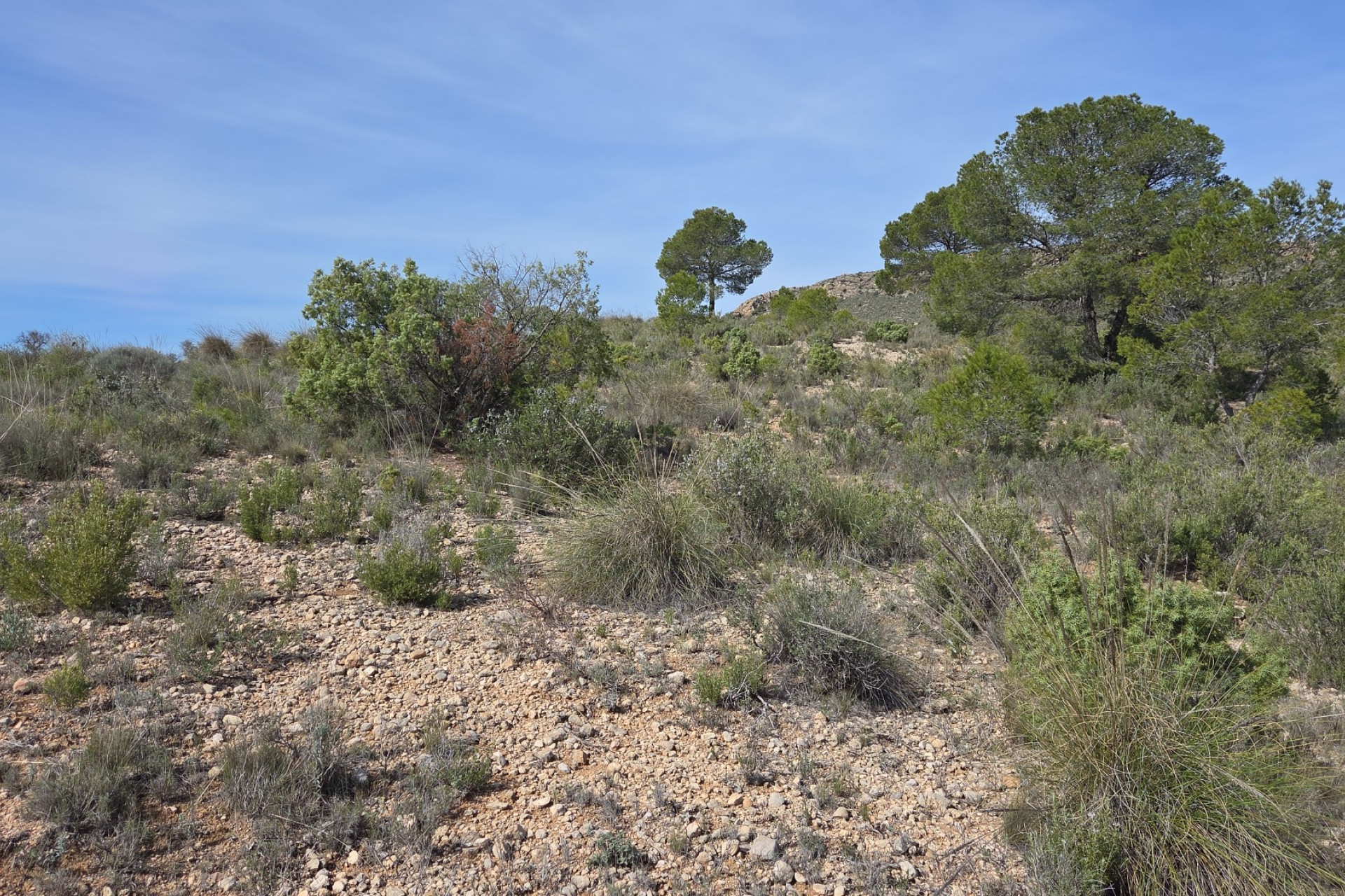 Revente - Terrain -
Yecla