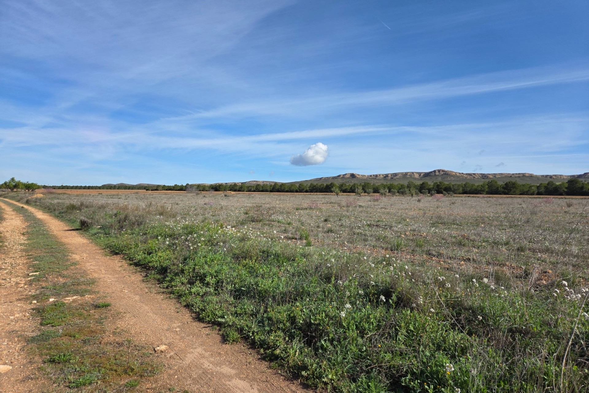 Revente - Terrain -
Yecla