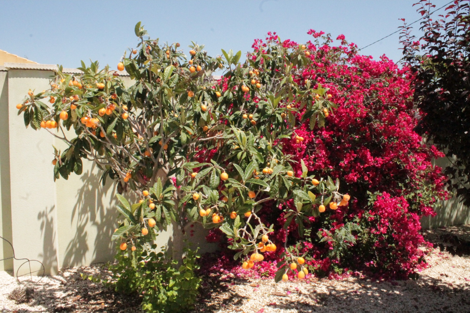 Revente - Villa -
Abanilla - Abanilla Murcia