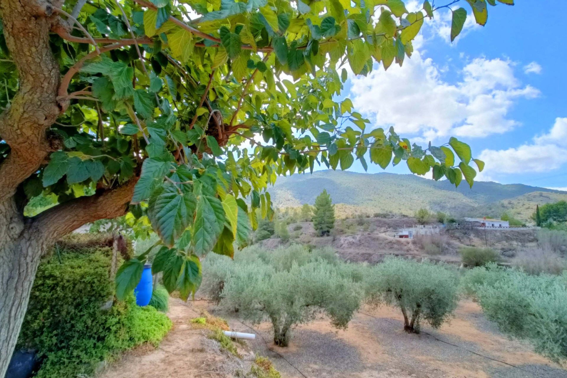 Revente - Villa -
Hondón de las Nieves