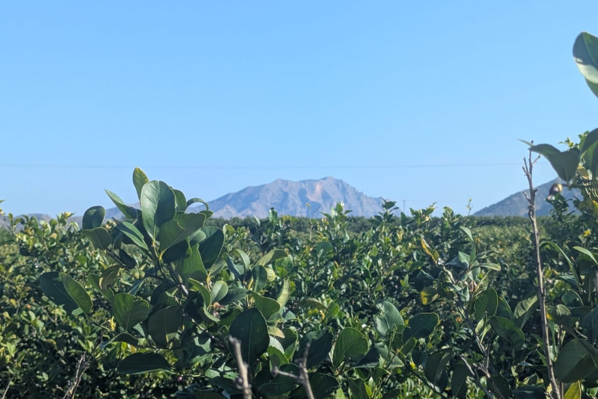 Revente - Villa -
Orihuela