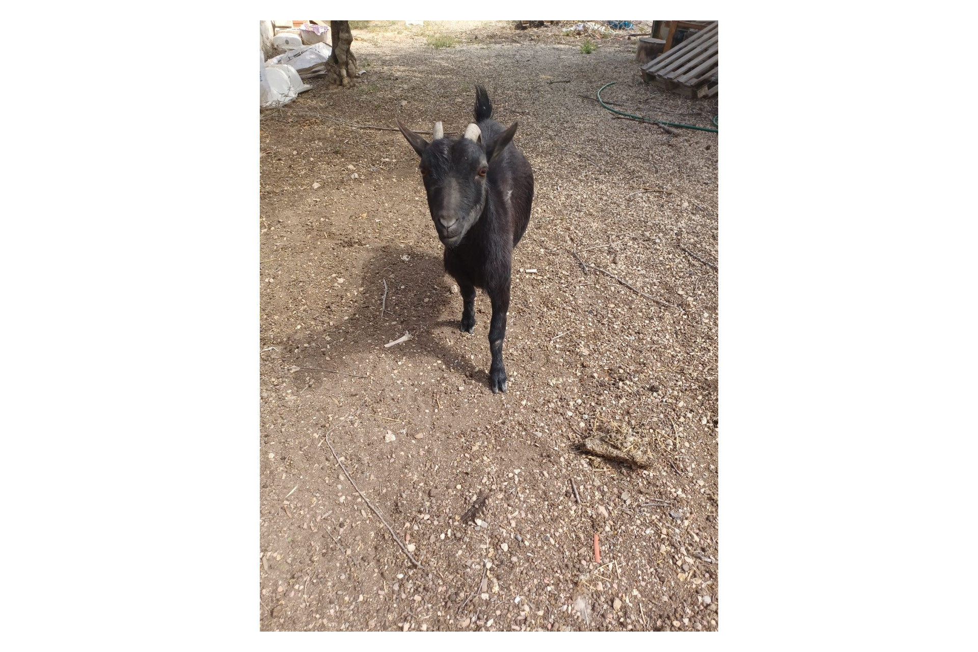 Revente - Villa -
Sax