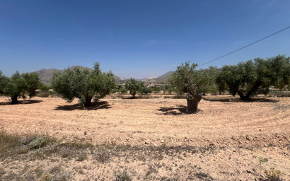 Terrain - Revente -
            BARBARROJA - 92183