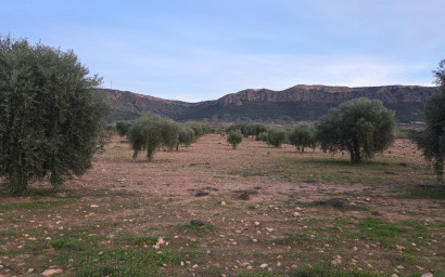 Terrain - Revente -
            Jumilla - AC038
