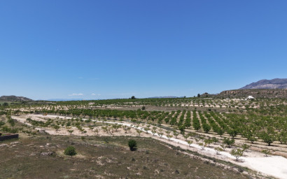 Terrain - Revente - Pinoso - PINOSO