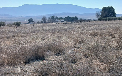 Terrain - Revente -
            Yecla - AC016