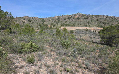 Terrain - Revente -
            Yecla - AC039