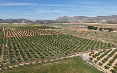 Terrain - Revente - Yecla -
                Yecla Murcia