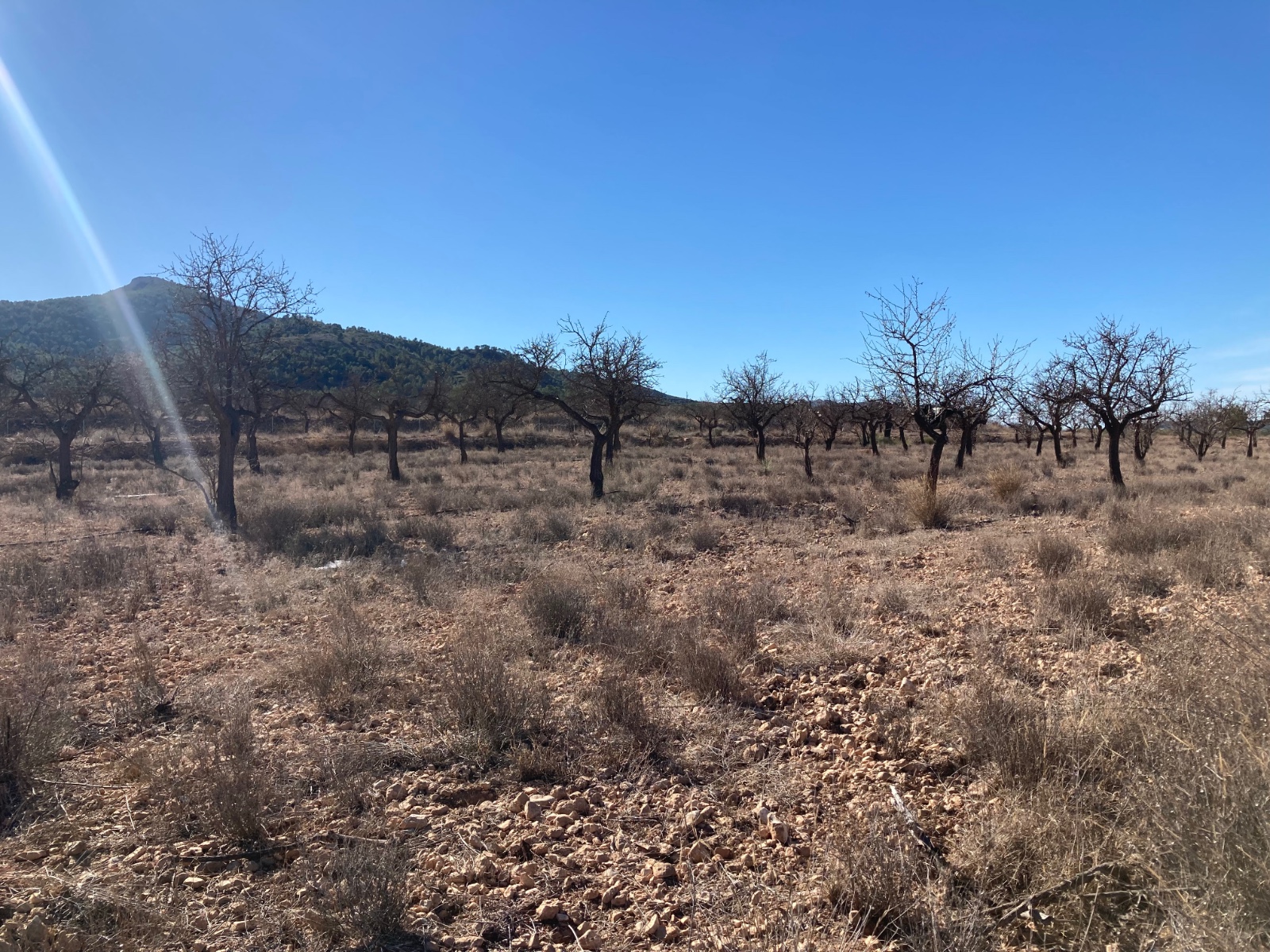 Terreno en Hondón de las Nieves