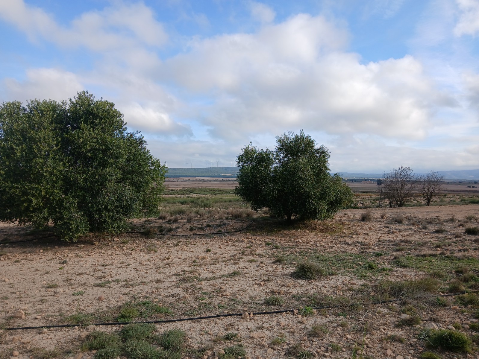 Land Yecla Alicante inland Spain