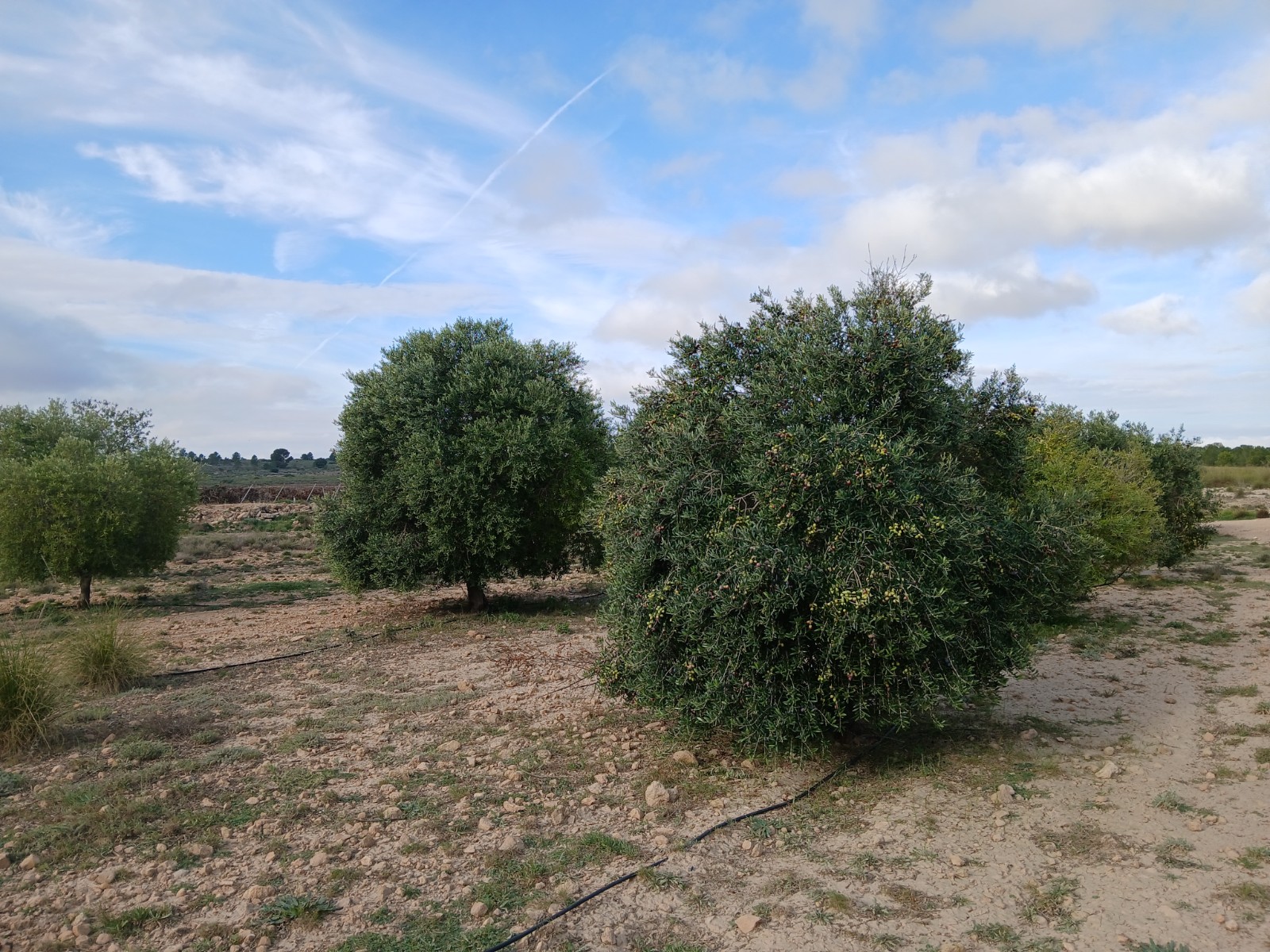 Land Yecla Alicante inland Spain