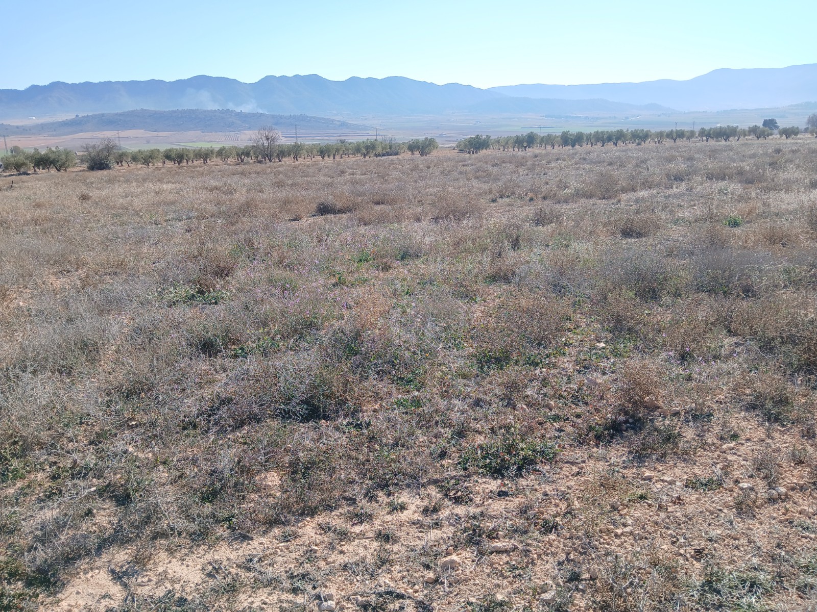Land Yecla Alicante inland Spain
