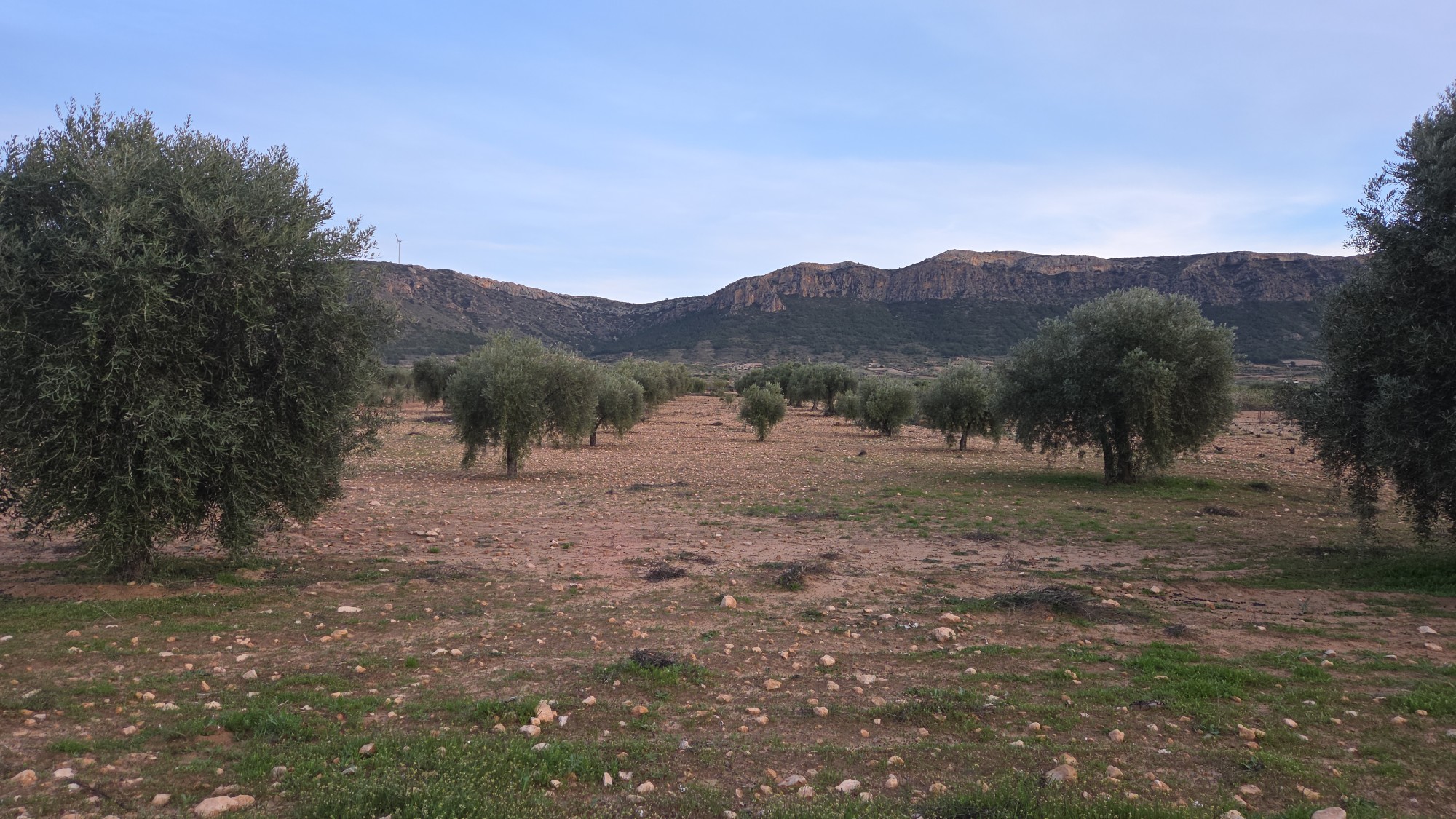Land in Jumilla - view 1