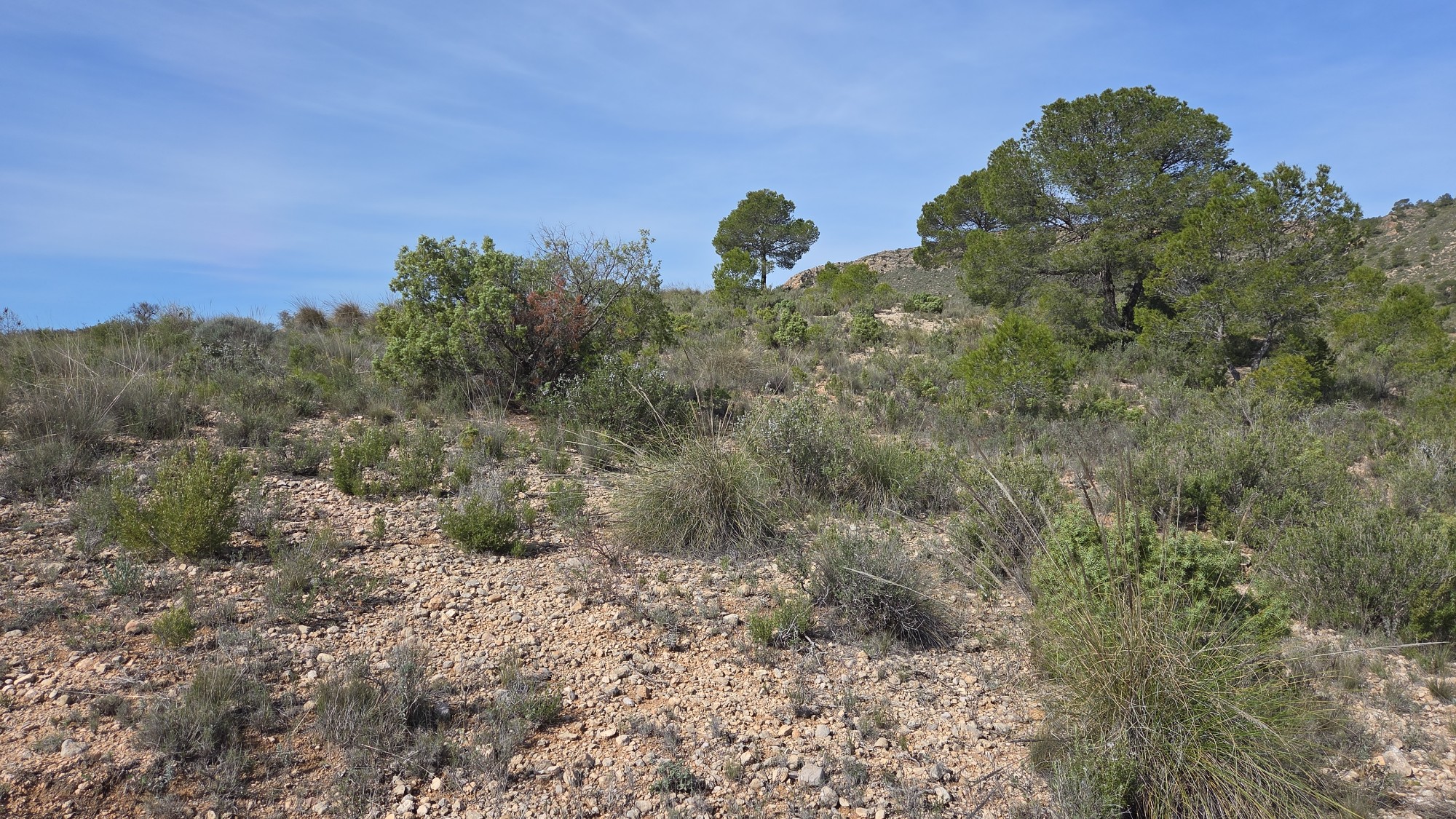 Land in Yecla - Image 2