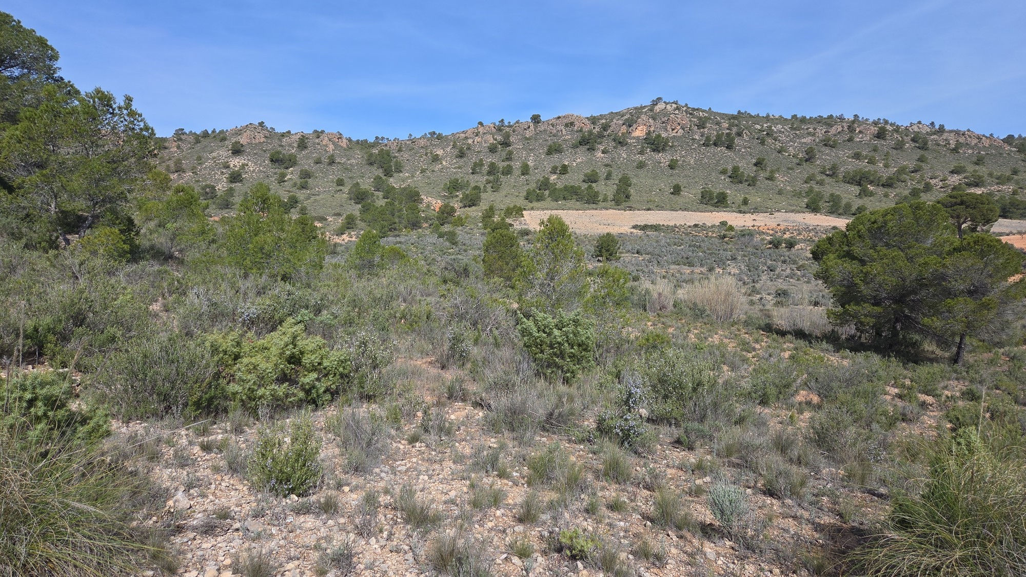 Land in Yecla - view 1