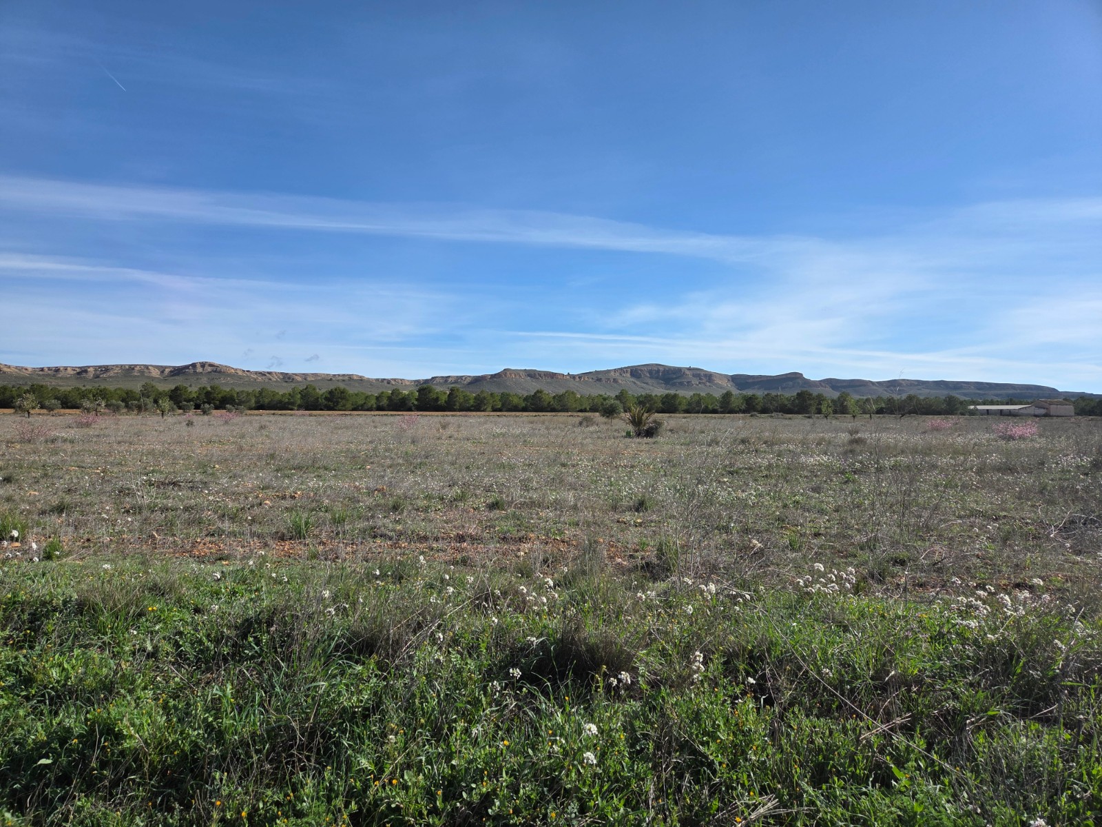 Land in Yecla - view 1