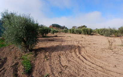 Resale - Finca / Country Property -
Jumilla