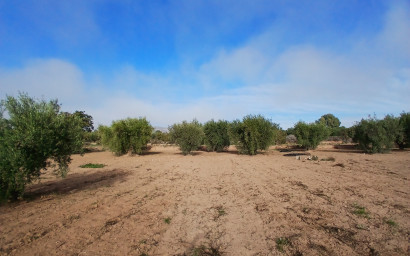 Resale - Finca / Country Property -
Jumilla