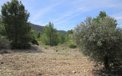 Revente - Terrain -
Yecla