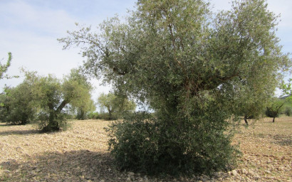 Revente - Terrain -
Yecla