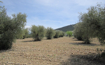 Revente - Terrain -
Yecla