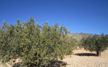 Revente - Terrain -
Yecla