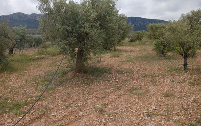 Revente - Maison de campagne -
Yecla