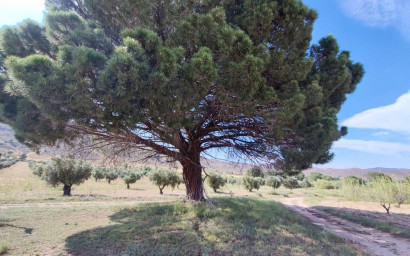 Revente - Maison de campagne -
Yecla