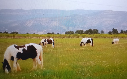 Resale - Equestrian property -
Zarra