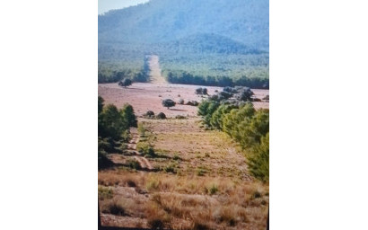 Resale - Equestrian property -
Zarra